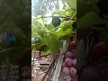 Panen Anggur Dadakan