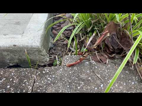 Carpenter Ants Discovered in the Mulch Bed in Hillsborough, NJ