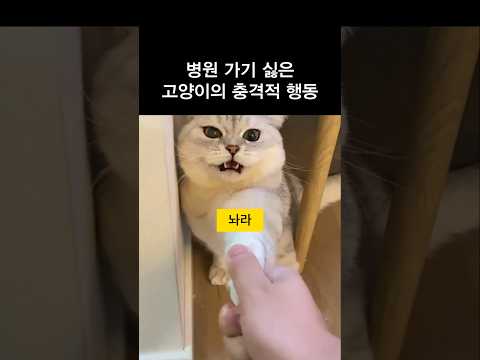 병원가기 싫은 고양이의 충격적인 행동