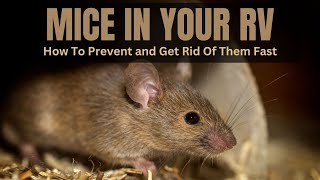 How To Prevent And Get Rid Of Mice In Your RV