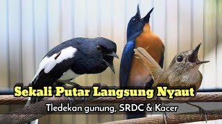 Download lagu TLEDEKAN GUNUNG NYULING NGEROL AMPUH PANCING EMOSI KACER DAN SRDC mp3
