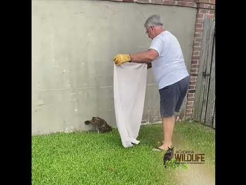 How to Properly Capture an Injured Wild Bird