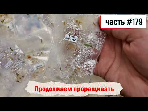 фото рассада острых сортов перцев 0