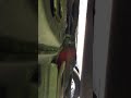 Red Hot Cats