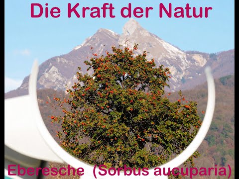 Eberesche  (Sorbus aucuparia)
