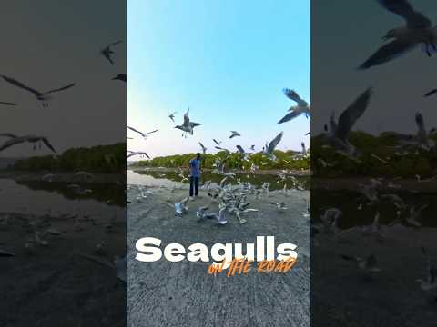 Feeding a Seagull on the Road 🕊️✨ Unexpected Moment! #travel #birds #fishboat #boattrip #nature 😍