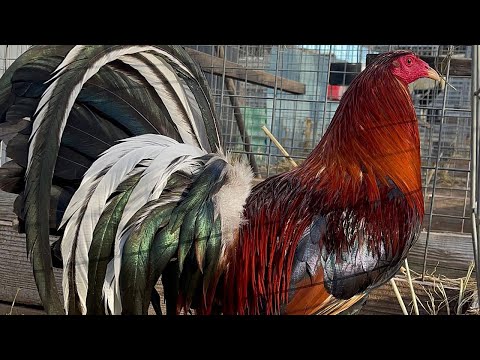 ROBERTO RAMIREZ !! Nice Quality Spring Grove Farm Hollister Ca | Beautiful Birds Farm Visit USA