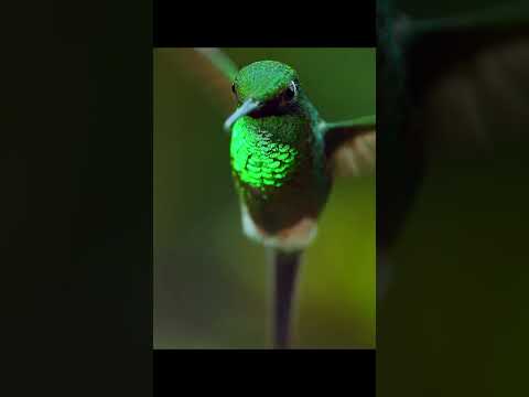 Hummingbird vs Honey Bees | Fascinating territory struggle