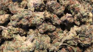 STRAIN APPRECIATION: JACK FROST