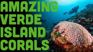 Discover the Secret Healthy Reefs of The Philippines At Verde Island