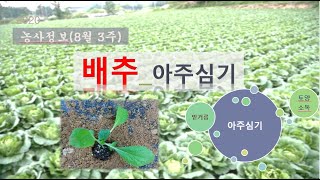 [농사정보] (8월3주)  배추_아주심기(밑거름/토양소독)