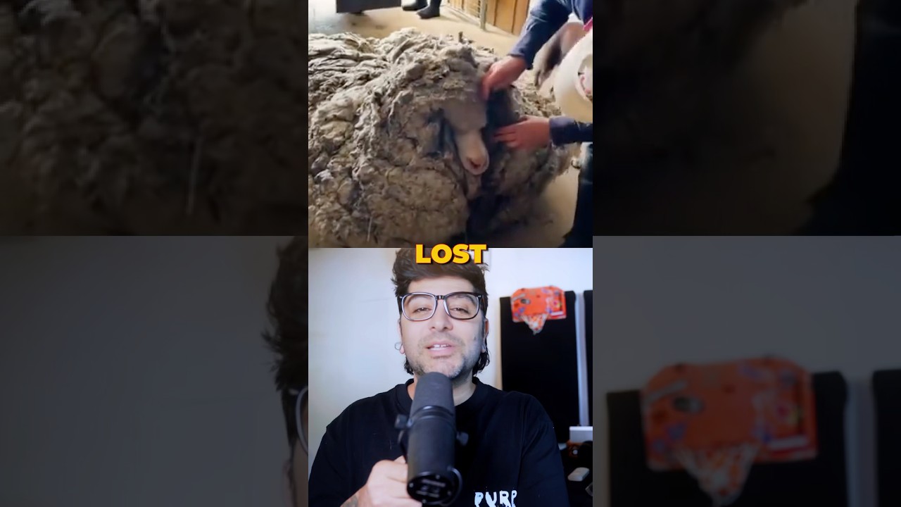 She gets 80 pounds of wool removed