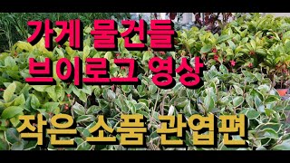 가게 물건들 브이로그 영상입니다   #양재동꽃시장 #식물튜브 #flower #plant
