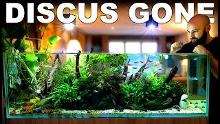 I Made A Huge Mistake... Discus Are Gone