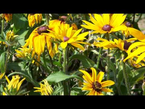 SINOĆ KAD SKLOPIH OČI  ..ADIO MARE