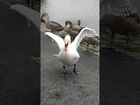 labutí píseň????????