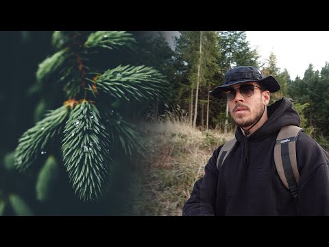 Fichten Tee im Wald kochen/essbare wildpflanzen-Fichtennadeltee/Bushcraft-Outdoor-Survival