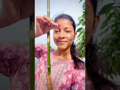 আজ ছিপ দিয়ে মাছ ধরলাম😍#video #minivlog #shortvideo #youtubeshorts #agriculture #viralvideo #fish