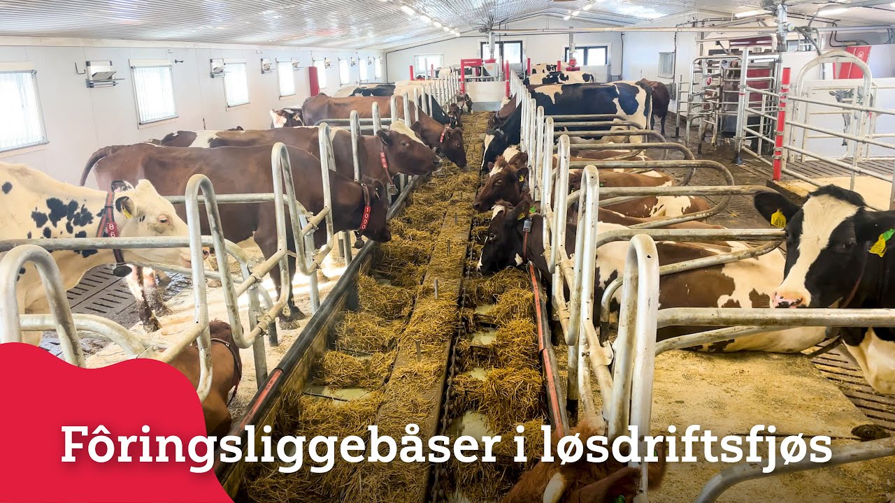 Fôringsliggebåser i løsdriftsfjøs