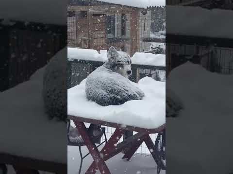 Husky Wants to Sit Outdoors in Snowfall During Cold Weather - 1166786