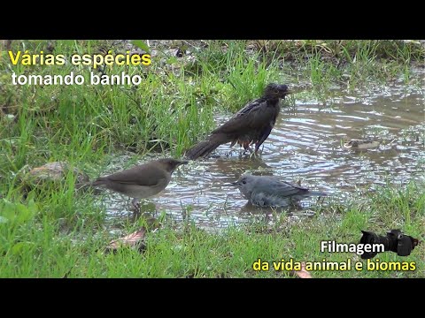 Pássaros tomando banho (A Festa)... Várias espécies