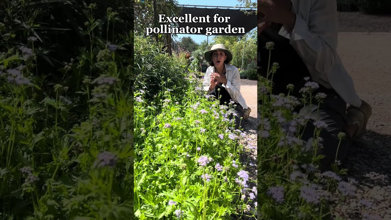Gregg’s mistflower Care & Growing Tips