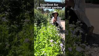 Gregg’s mistflower Care & Growing Tips