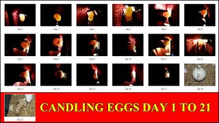 CANDLING CHICKEN EGGS DAY 1 TO 21 | DIY - EGG CANDLER | YOU CAN DO THIS