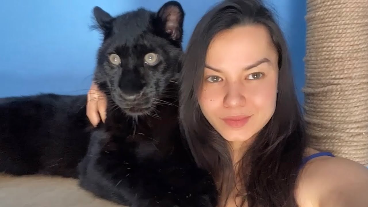 Luna the panther is a baby / leopard grows with you 😸