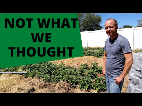 Surprising update of our potato experiments || How about that POTATO TOWER??