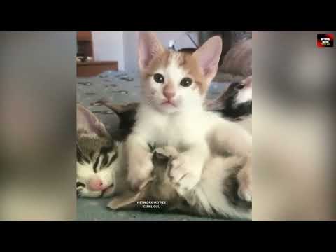 Talking Cats - Konuşan Kediler 22