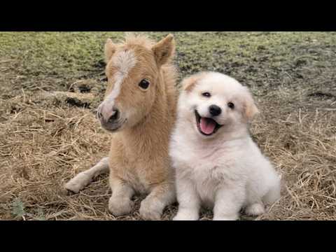 The Cutest Animal Odd Couples You've Ever Seen!😍🤣