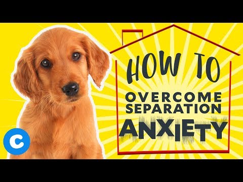 How to Help Your Puppy Overcome Separation Anxiety | Chewy