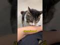 What adopting an older cat is like