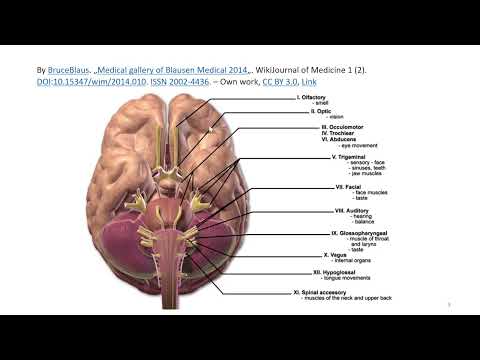Nervensystem 10: die Hirnnerven