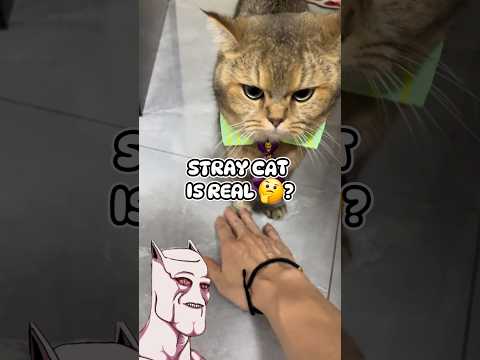 JoJo Memes For 2026!