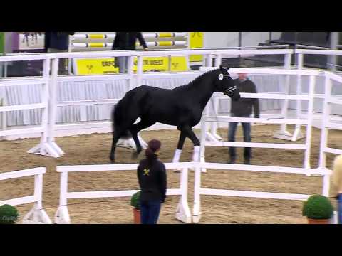 Destano x Royal Highness