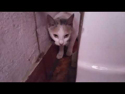 Cat vs Rat😉😉😉