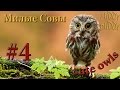 Подборка #4 Выпуск. Прикольные совы | Cute Owls 