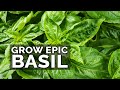 8 Tips to Grow Better Basil
