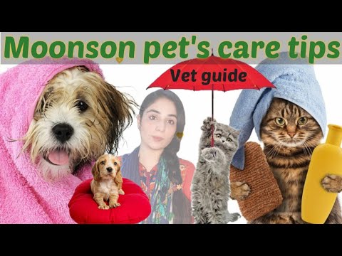 persian cats and dogs care in rainy season / Persian Cat's in Monsoon Weather problems/Dr.Hira Saeed