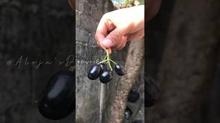 Download lagu DO YOU KNOW THIS FRUIT? Seasonal Fruit Java Plum | Duhat/Lomboy #shorts mp3 Download lagu DO YOU KNOW THIS FRUIT? Seasonal Fruit Java Plum | Duhat/Lomboy #shorts mp3