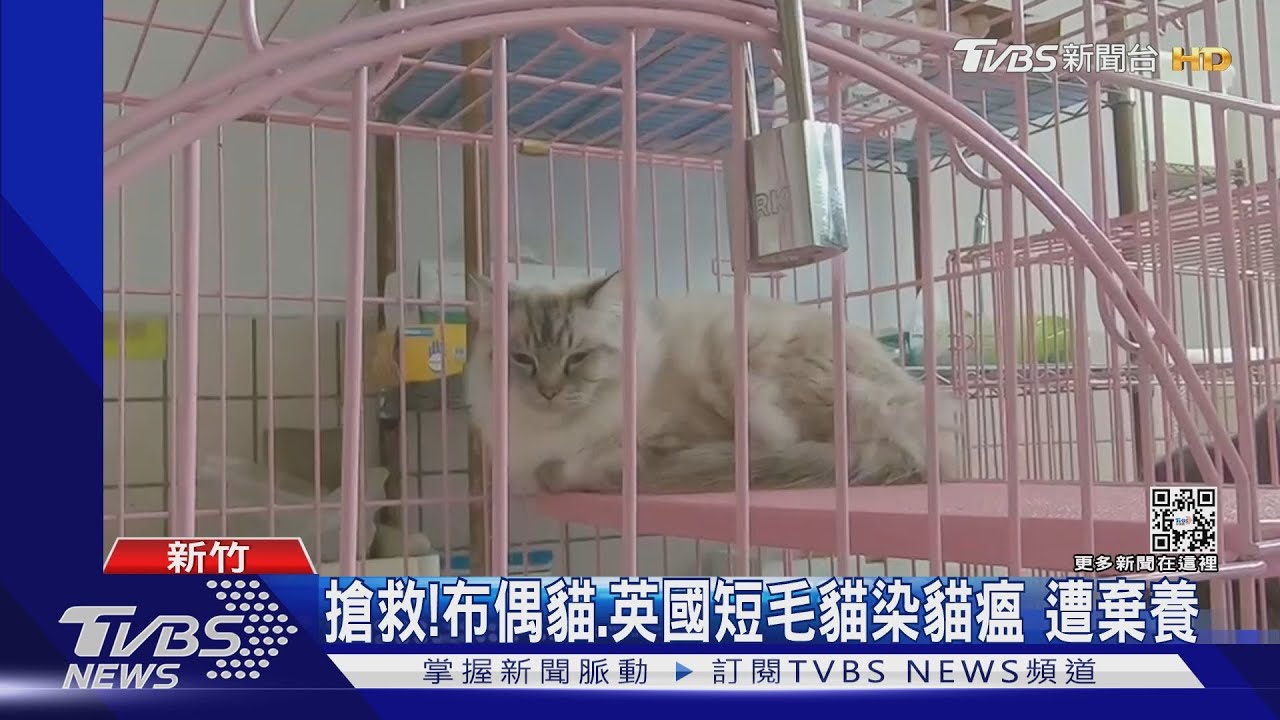 搶救!布偶貓、英國短毛貓染貓瘟 遭棄養