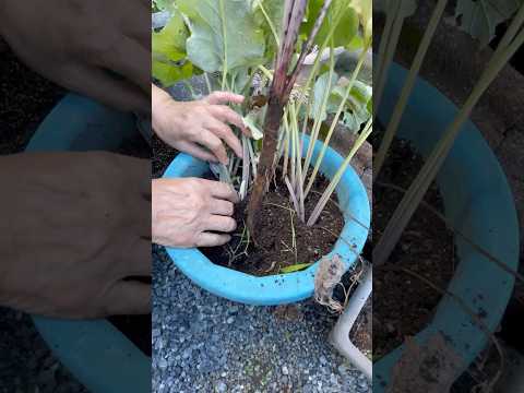 太陽に満ちたプランター用の植物: トップ 5 + おまけに熱波に最も強い花も！  庭園