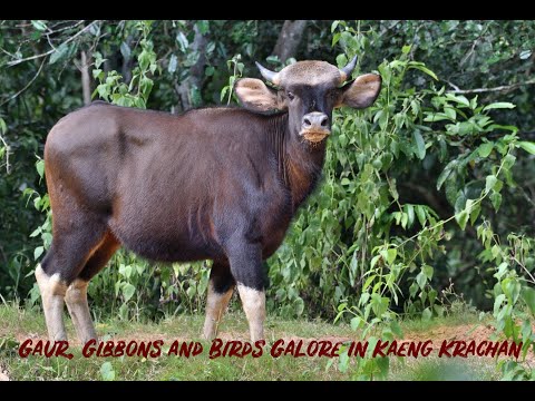 Gaur, Gibbons and Birds Galore in Kaeng Krachan