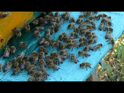 Пасика перед главным взятком, пчела летом