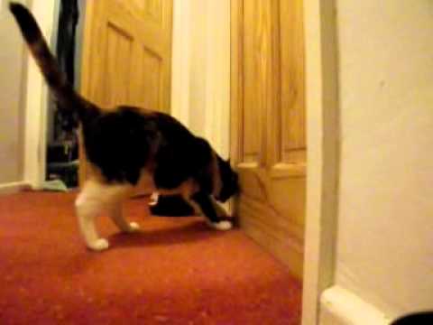Cat meows at closed door