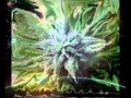 Choclair feat. Bishop Brigante - When I'm High (prod. Kardinal Offishall) 2002