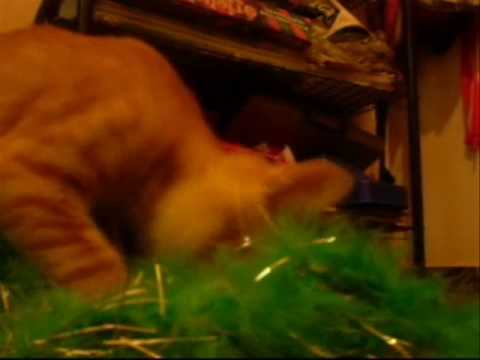 In memory of Miss Luna