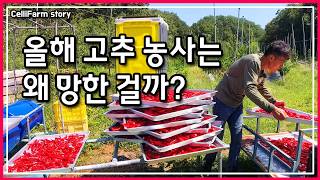 고압 분무기로 고추 세척하면 고추가  터질까요? 고추 씻어 옮기다 휴~~ 아찔 올해는 고추 농사는 별로 입니…